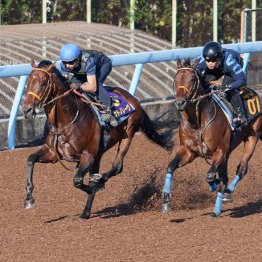【大谷の日曜競馬コラム・スプリンターズＳ】
