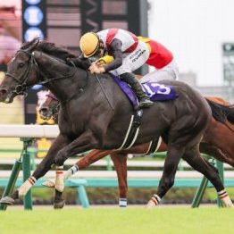 【武田の日曜競馬コラム・スプリンターズＳ】