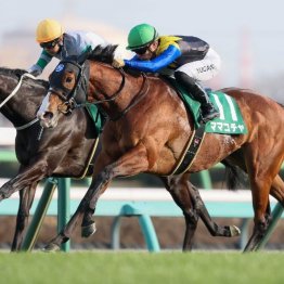 【橘の日曜競馬コラム・スプリンターズＳ】