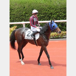 現場組はシャルクハフトを推奨