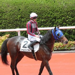 【レスキュー隊の日曜競馬コラム・阪神12Ｒ】