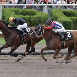 【レスキュー隊の日曜競馬コラム・中山12Ｒ】