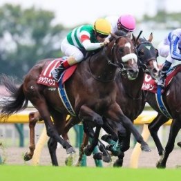 【毎日王冠】秋ＧⅠを目指す中距離の実力馬がエントリー