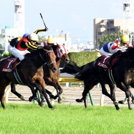 【毎日王冠】１番人気と２番人気は両極端