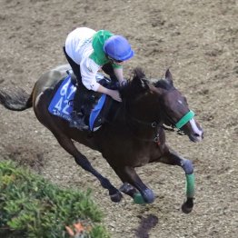 【毎日王冠】チェルヴィニア実戦形式の併せ馬で態勢整う