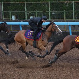 【毎日王冠】チェルヴィニア実戦形式の併せ馬で態勢整う