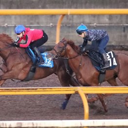 【京都大賞典】サンライズアース池添が好感触