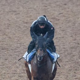 【毎日王冠】ホウオウビスケッツ今年は勝つ