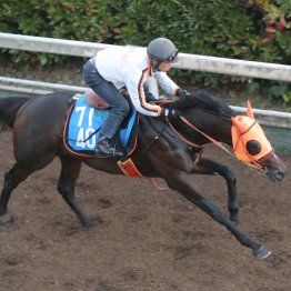 【京都大賞典】ショウナンラプンタ初重賞ゲット