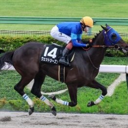 【市川の土曜競馬コラム・グリーンチャンネルＣ】