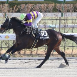 【大谷の土曜競馬コラム・グリーンチャンネルＣ】