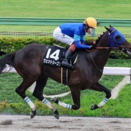 【武田の土曜競馬コラム・グリーンチャンネルＣ】