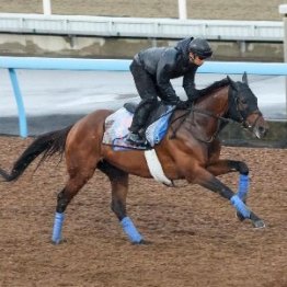 【新居の日曜競馬コラム・毎日王冠】