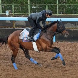 【木津の日曜競馬コラム・毎日王冠】