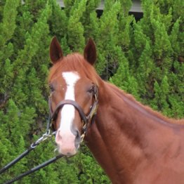 【勝羽の日曜競馬コラム・京都大賞典】