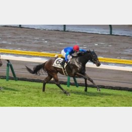 前走は重馬場を克服して逃げ切った