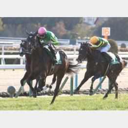 千八のGⅢきさらぎ賞を快勝