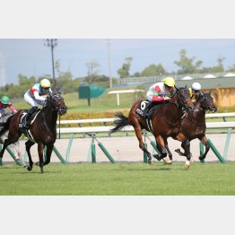 亀井が推すジュンヴァンケットは前走久々の６Ｆ戦で②着（左）