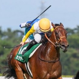 【アイルランドＴ】充実期を迎えた６歳カナロア産駒カナテープの重賞２連勝