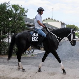【サウジアラビアＲＣ】全休日の外角馬場の動きで知るチュウワカーネギーの好素材ぶり