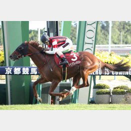 23年は10番人気のウイングレイテストがＶ