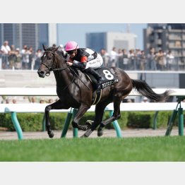 長距離輸送をモノとのせず、コスモス賞勝ち