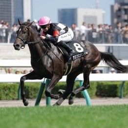 【サウジアラビアロイヤルＣ】アスクエジンバラは他馬にはない経験が武器