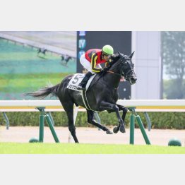 血統的に舞台はピッタリ