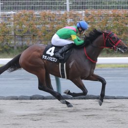 【新谷の土曜競馬コラム・御陵Ｓ】