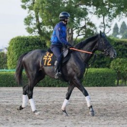 【新居の土曜競馬コラム・サウジアラビアロイヤルＣ】