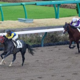 【木津の土曜競馬コラム・御陵Ｓ】