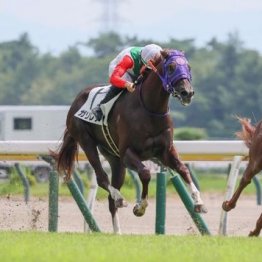 【橘の土曜競馬コラム・サウジアラビアロイヤルＣ】