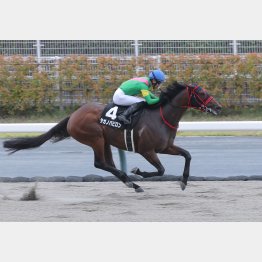前走の揖保川特別は2馬身差の快勝