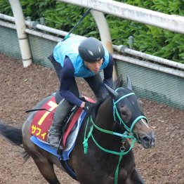 【田中の日曜競馬コラム・アイルランドＴ】