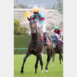 古馬になったここからが本番