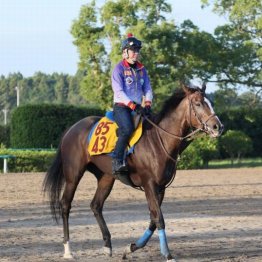 【木津の日曜競馬コラム・アイルランドＴ】