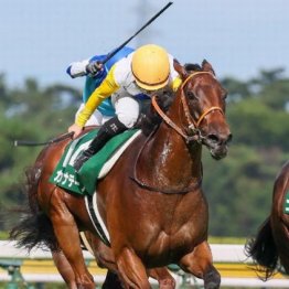 【武田の日曜競馬コラム・アイルランドＴ】