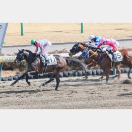 1勝クラスは完勝だった
