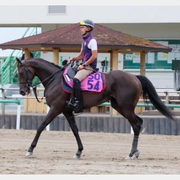 全兄イクイノックス同様の好馬体