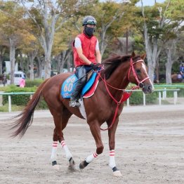 【新居の月曜競馬コラム・スワンＳ】