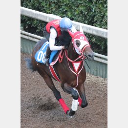 〝短差し馬〟らしくなってきた