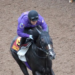 【秋華賞】カムニャック坂路で流しただけでも伝わってくるデキの良さ