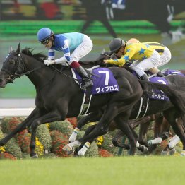 【秋華賞】データ作戦　近年はオークス、紫苑Ｓ組が優勢