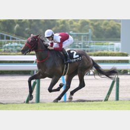 前走はノーステッキで逃げ切り