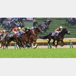 初のマイル戦の前走が好内容