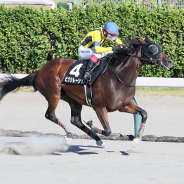 【勝羽の土曜競馬コラム・トルマリンＳ】