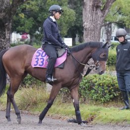 【木津の土曜競馬コラム・東京４Ｒ】