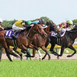 【武田の土曜競馬コラム・富士Ｓ】