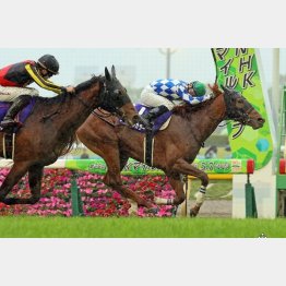 NHKマイルCを差し切り