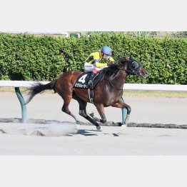 ダート2戦目の苗場特別を完勝